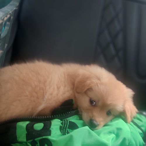 سگ پامر پیکینیز