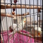 یه جفت عروس هلندی لوتینو