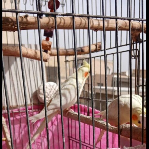 یه جفت عروس هلندی لوتینو