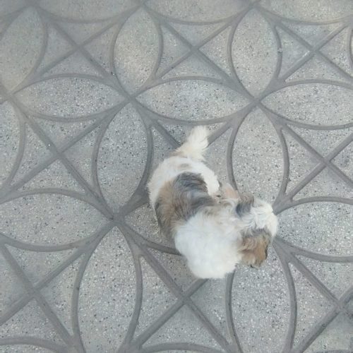 سگ نژاد شتیرتریر واکسن خورده شناسنامه‌دار