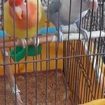 2 عدد پرنده نروماده زیریک سال