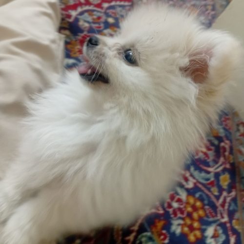 پامر عروسکی