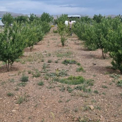 بخش خلجستان دستجرد فوری