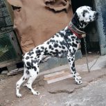 شاه توله دالمیشن نر