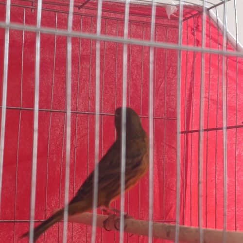 قناری رسمی سوخته شلاقی و پاجفتی