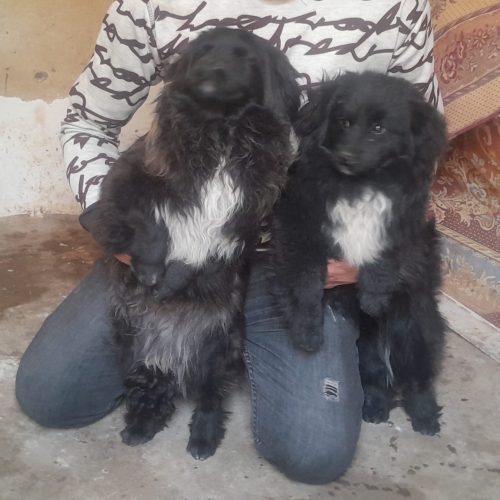 2عدد توله سگ پا کوتاه