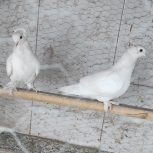 کبوتر پاپر و کاکلی سفید