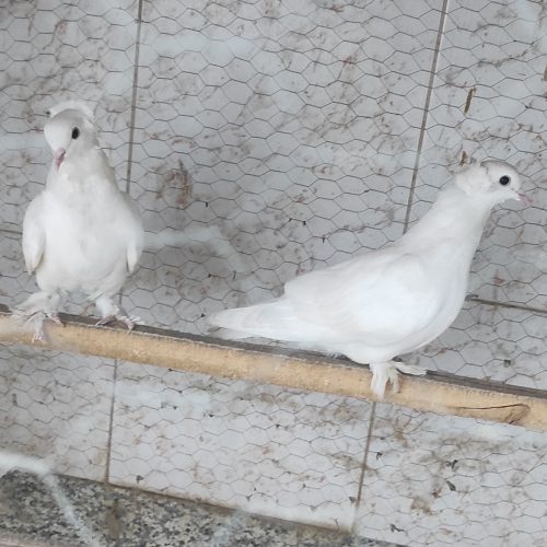 کبوتر پاپر و کاکلی سفید