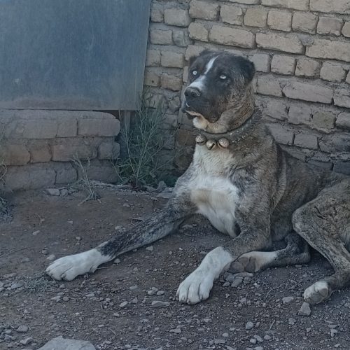 سگ نگهبان و گله