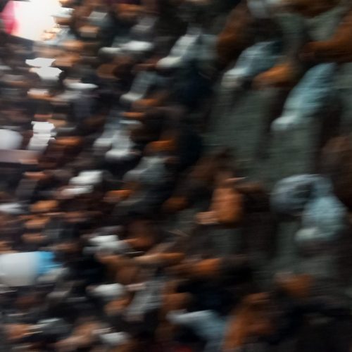 فروش جوجه گلپایگانی