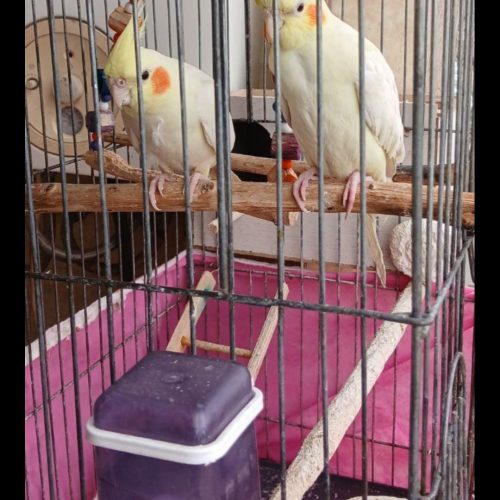 یه جفت عروس هلندی لوتینو