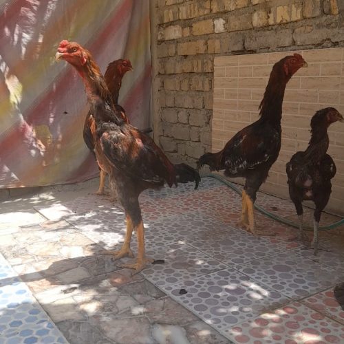 خروس لاری اصل