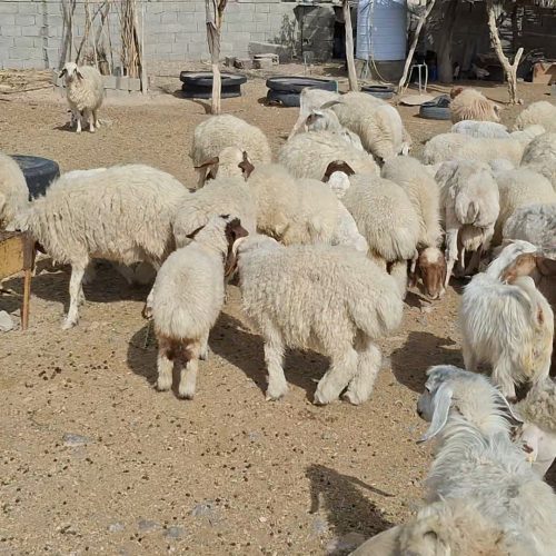فروش تعدادی میس بره دار و بز 🐐