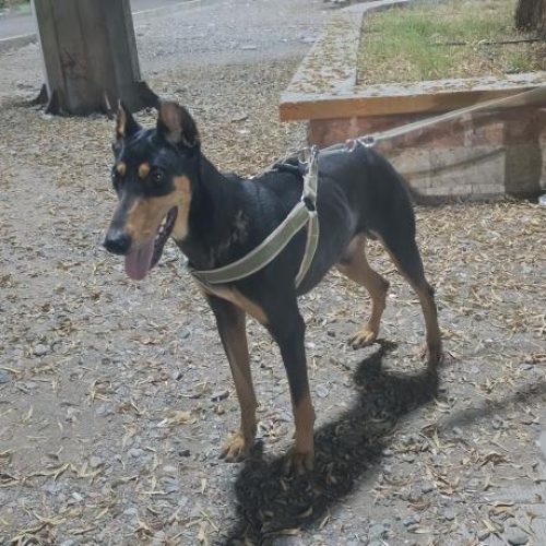 سگ دوبرمن نژاد اصیل