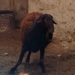 قوچ قزل افشار