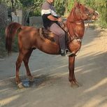 اسب کرد سواریدار