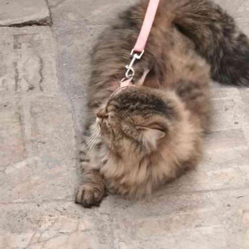 گربه پرشین کلاسیک