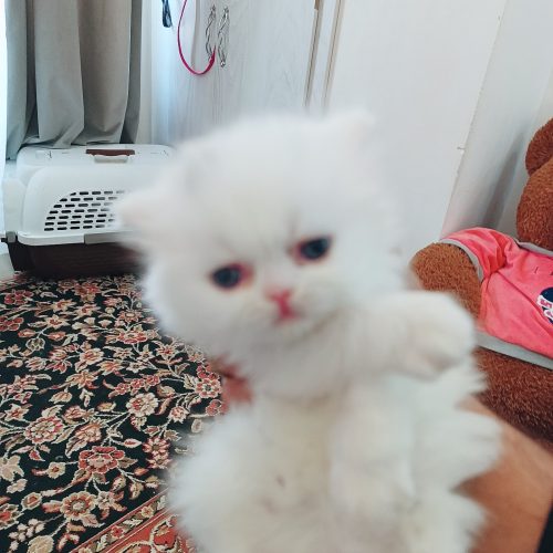 توله پرشین  پشمالو و بانمک