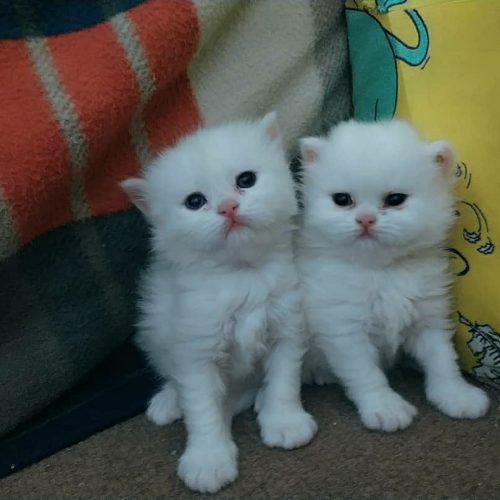 توله پرشین  پشمالو و بانمک