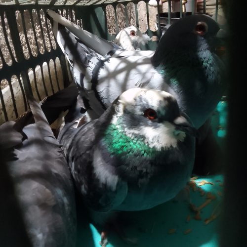 کبوتر خوشگل7خوشگل7رنگ