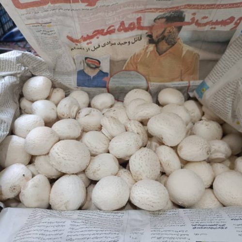 قارچ دکمه ای
