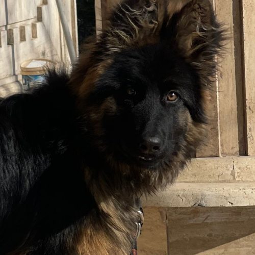 سگ ژرمن اصل