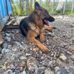 معاوضه ژرمن نر