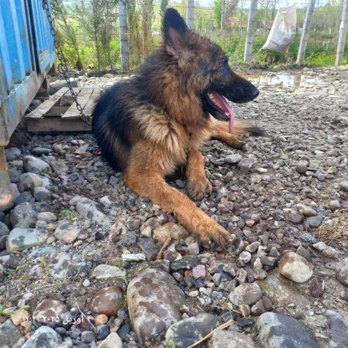 معاوضه ژرمن نر