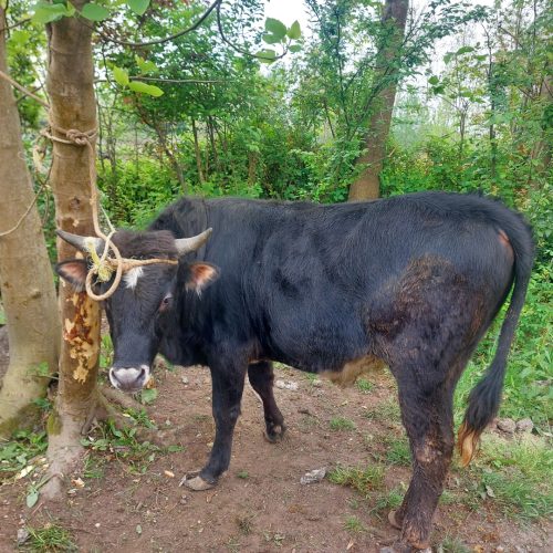 گاو نر جرسی