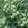 نهالستان و نهال های پیوندی و خوشه ای