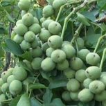 نهالستان و نهال های پیوندی و خوشه ای