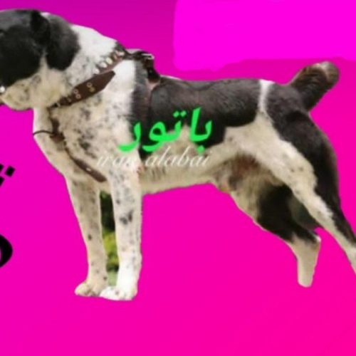 توله آلابای روسی نسل قهرمان