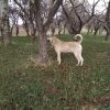 سگ نگهبان