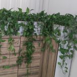 گل گیاه آپارتمانی