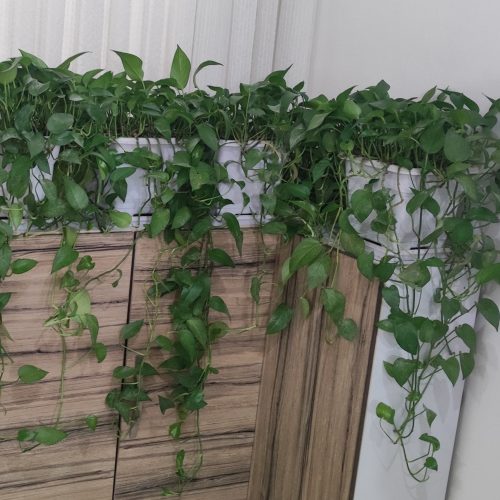 گل گیاه آپارتمانی