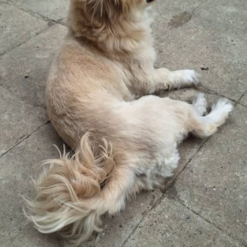 اصلاح موی سگ با جدیدترن مدلها با تخفیف ویژه حتی در محل