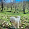 سگ آپارتمانی بیچون فرایز