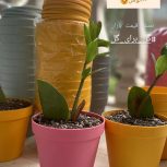 گیاه زانفولیا