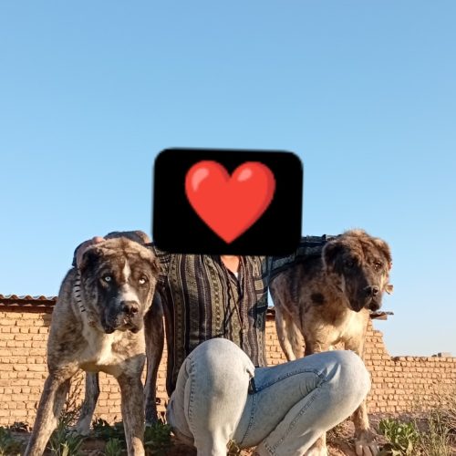 سگ نگهبان و گله