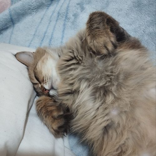 گربه پرشین کلاسیک