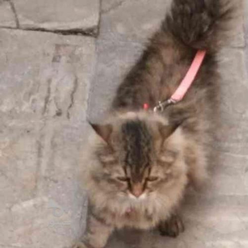 گربه پرشین کلاسیک