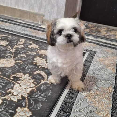 سگ نژاد شتیرتریر واکسن خورده شناسنامه‌دار