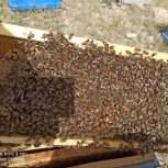 زنبور عسل نژادبومی