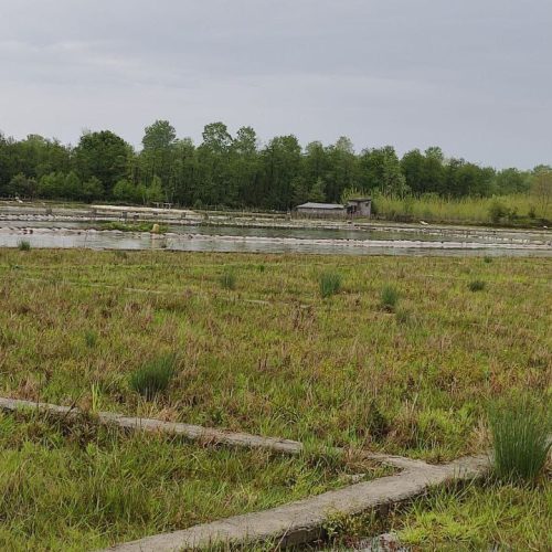 فروش چند قطعه زمین داخل بافت در نور مازندران