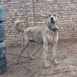 توله خراسانی 15 ماهه