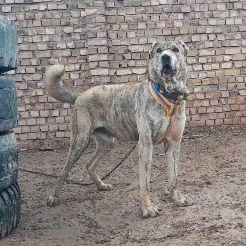 توله خراسانی 15 ماهه