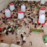 فروش جوجه بومی  یک روزه تا ده روزه