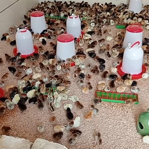 فروش جوجه بومی  یک روزه تا ده روزه