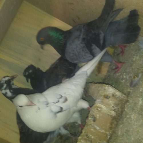 پرنده  وکمتر