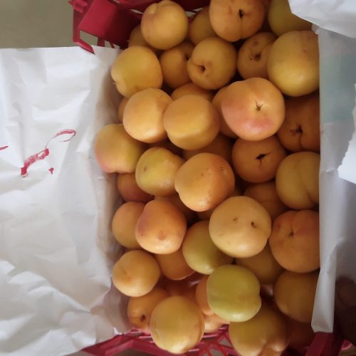 میوه های لوکس سردرختی